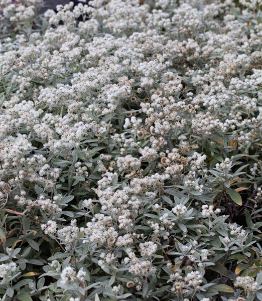 Anaphalis triplinervis 'Silver Wave'